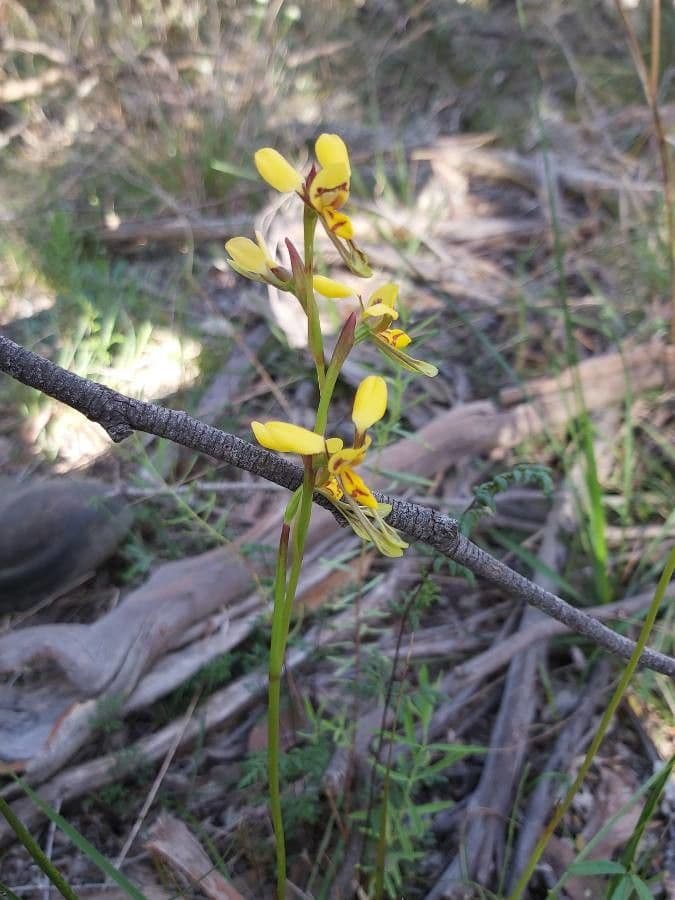 Diuris maculata 4