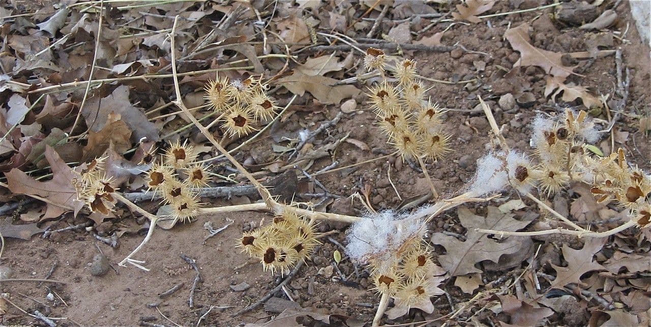 Solanum rostratum 24