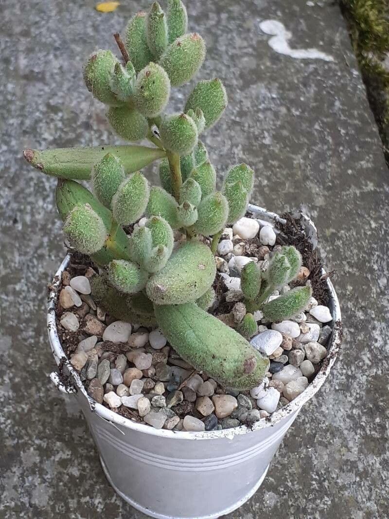Crassula 21