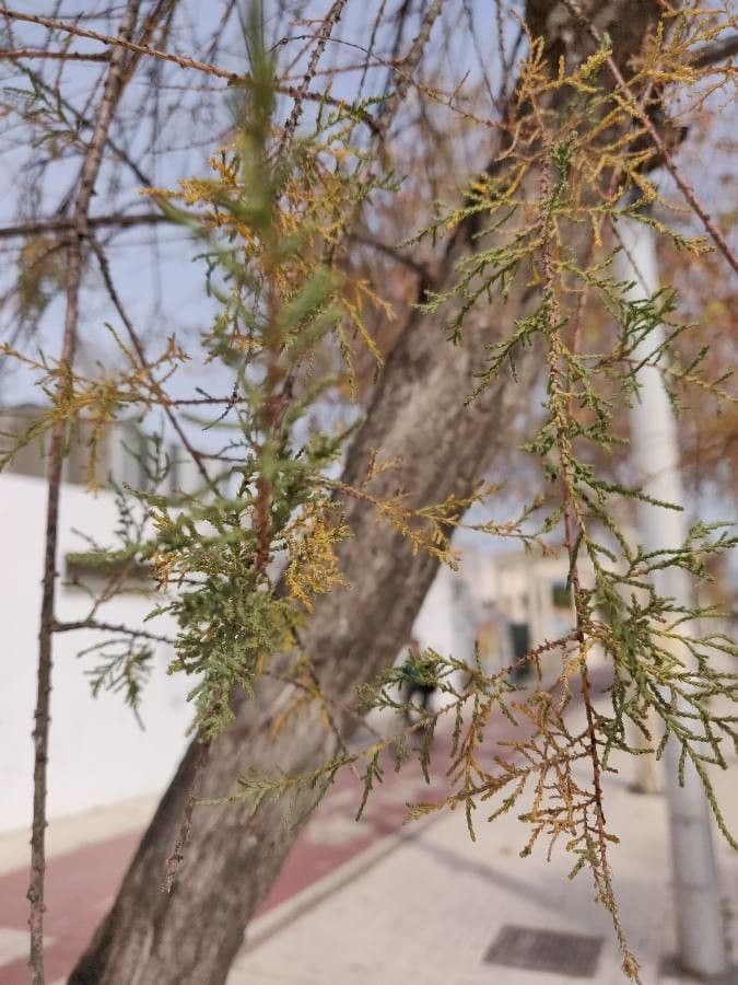 Kanaren-Tamarisk 16