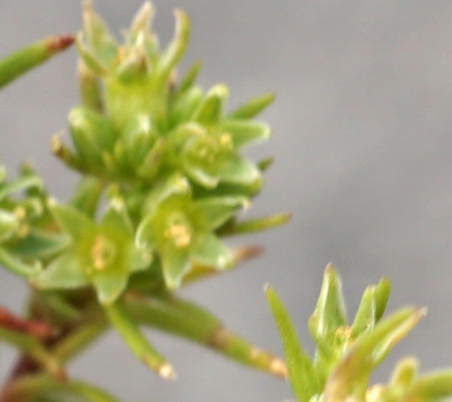 Scleranthus 5