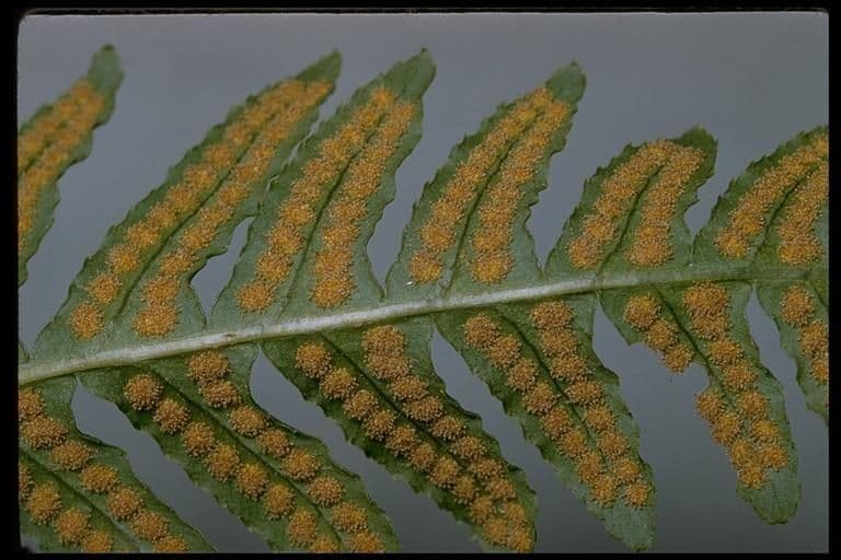 Polypodium californicum 15