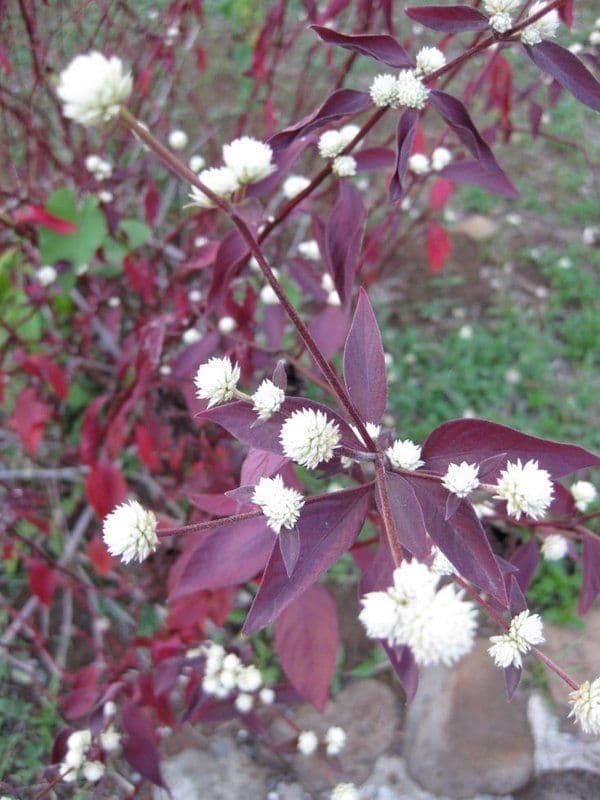 Alternanthera Brasiliana 11
