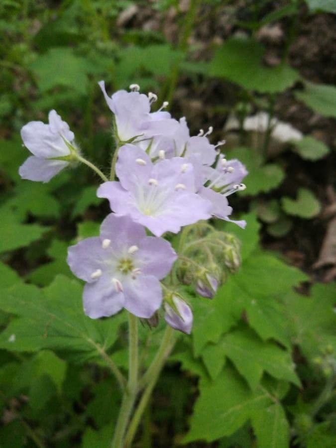 Feuille d'eau appendiculée 5