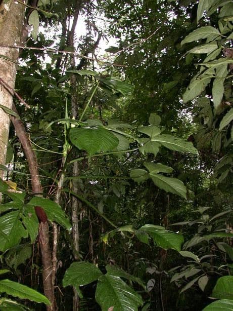 Philodendron 7
