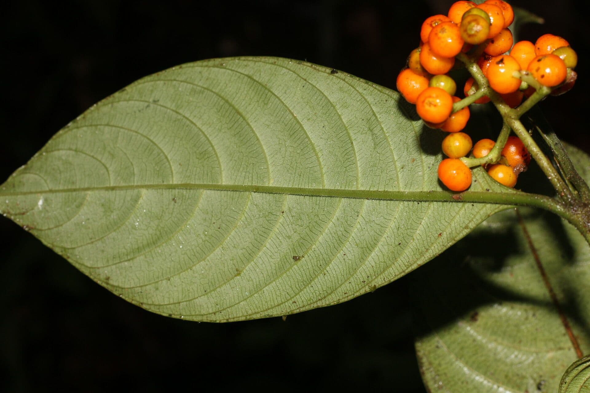 Psychotria 6