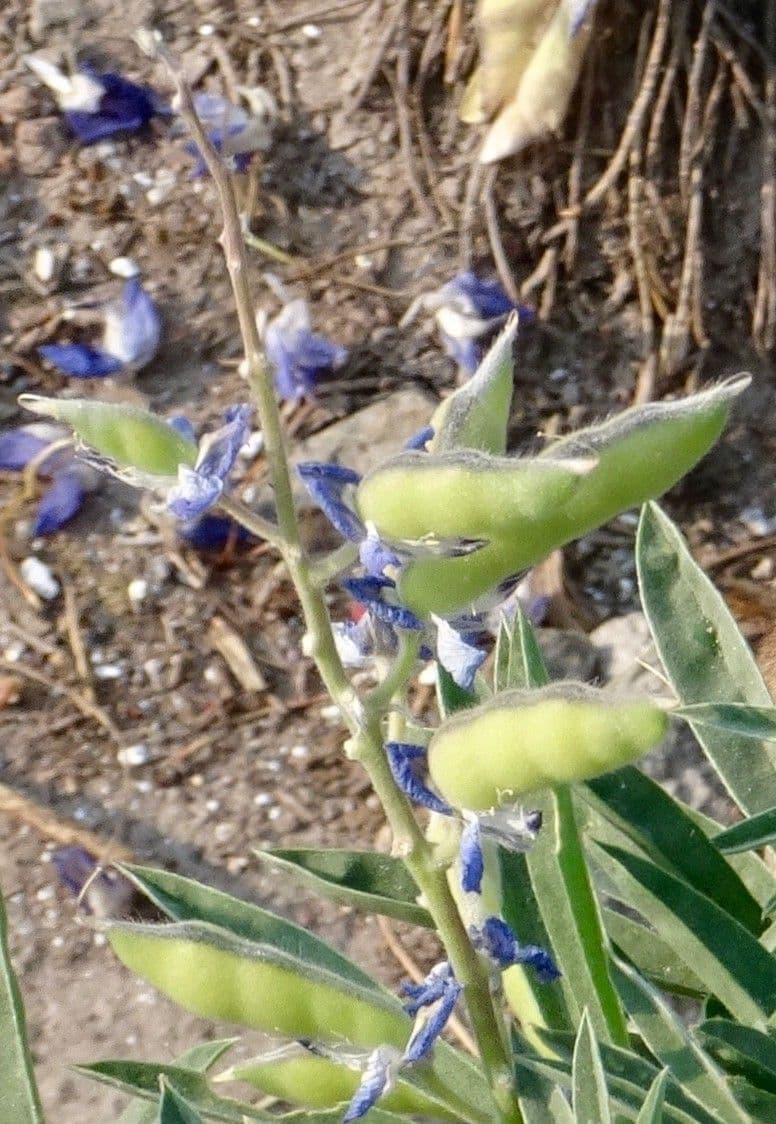 Breitblättrige Lupine