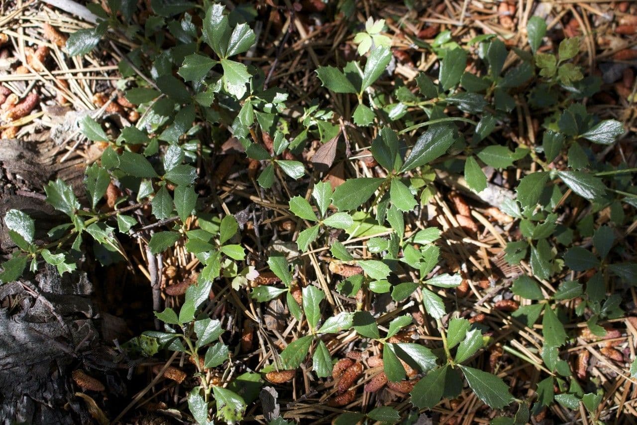 Ceanothus 16