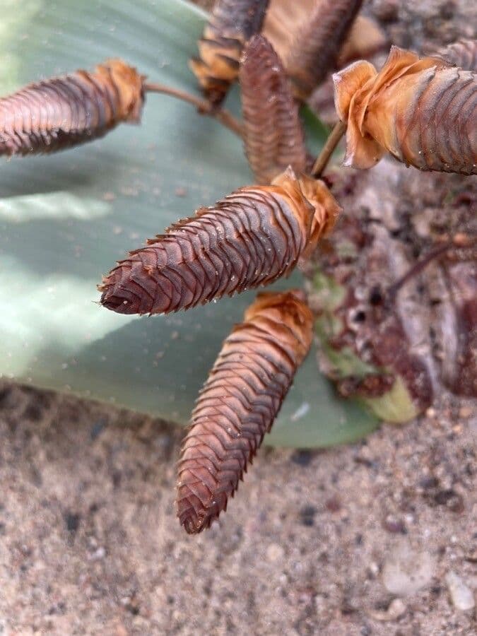 Welwitschia 6