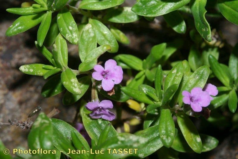 Micromeria 18