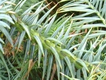 Cunninghamia 5