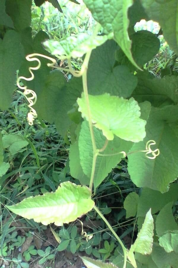 Antigonon leptopus 21