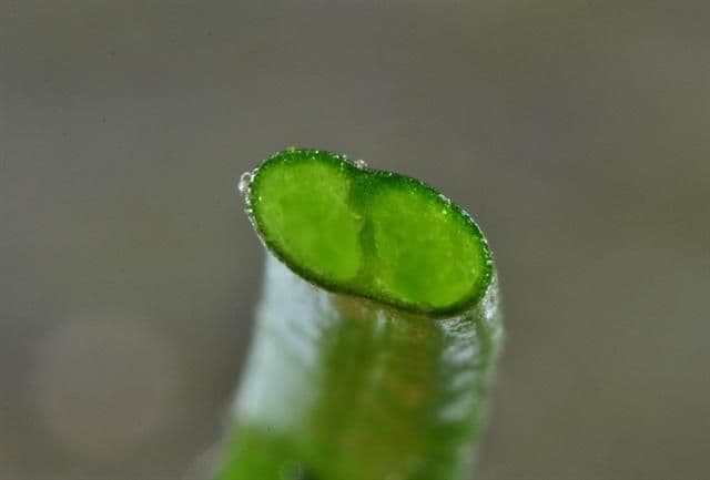 Lobelia acquatica 17