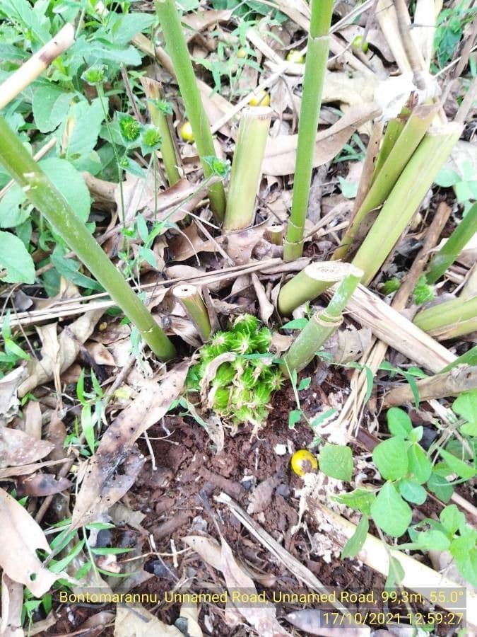 Zázvor purpurový 3