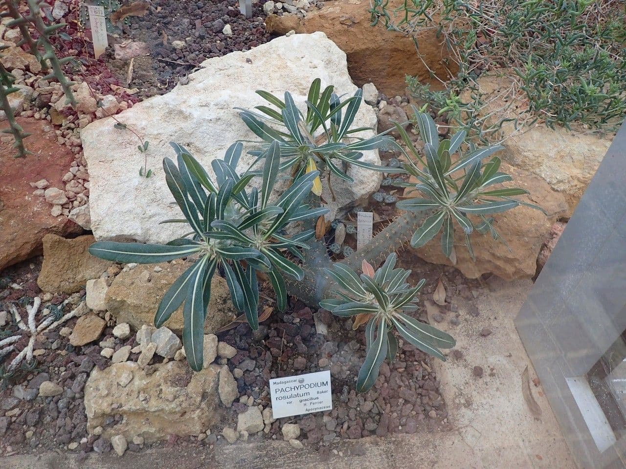 Pachypodium 8