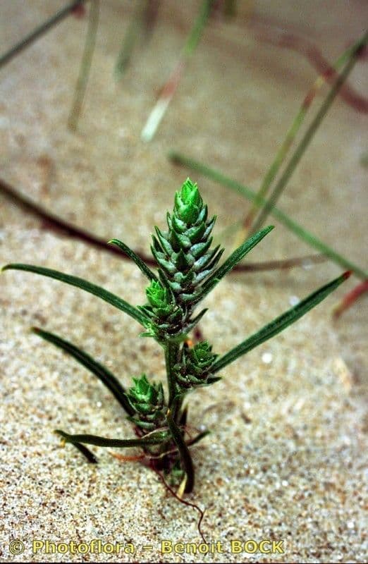 Corispermum di Pallas
