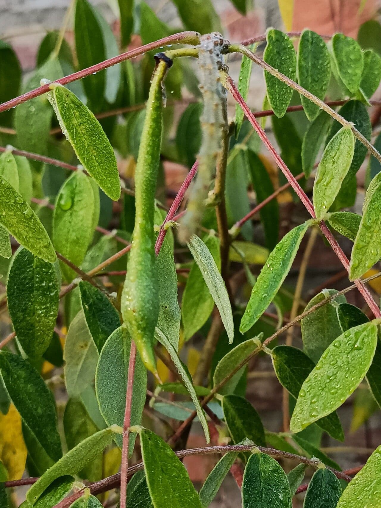 Glicine americano