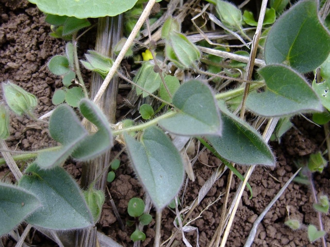 Cencio molle 14