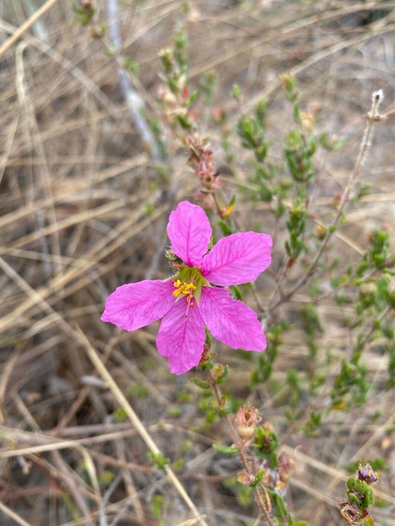 Cuphea pegajosa 2