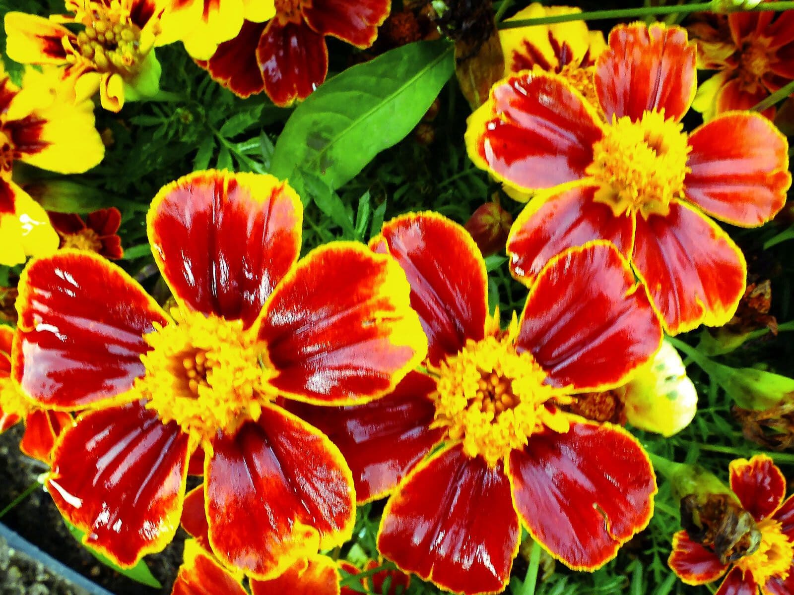 Tagetes lunulato 2