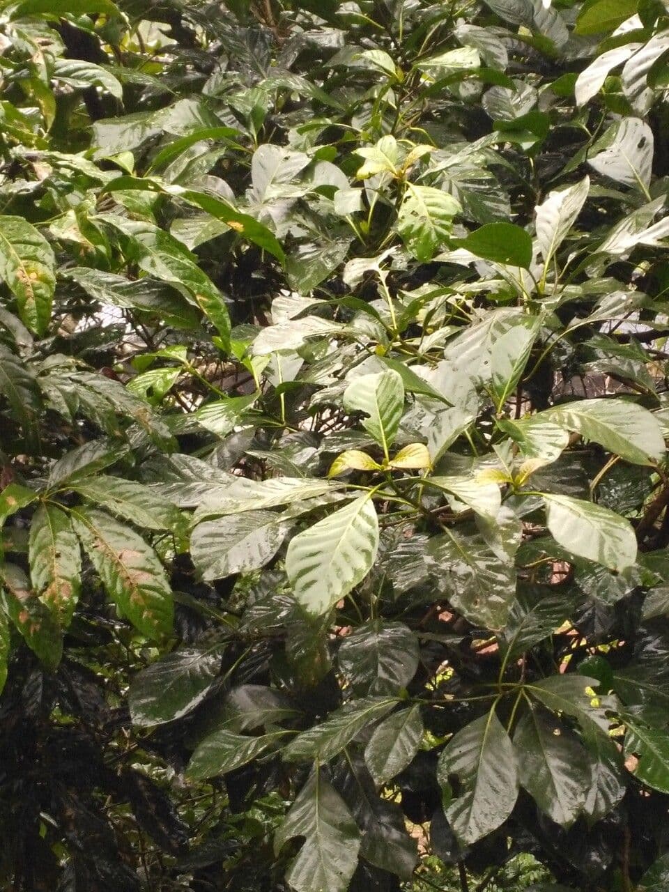 Kadamba 14