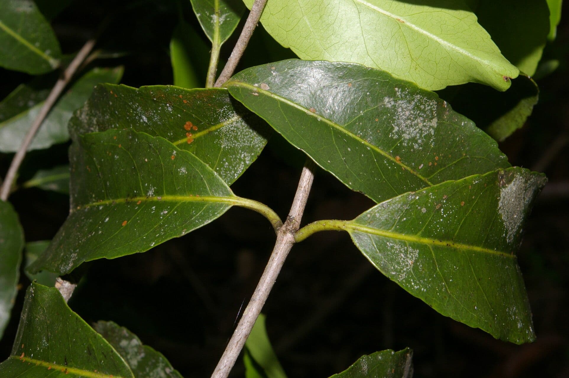 Hippocratea 20