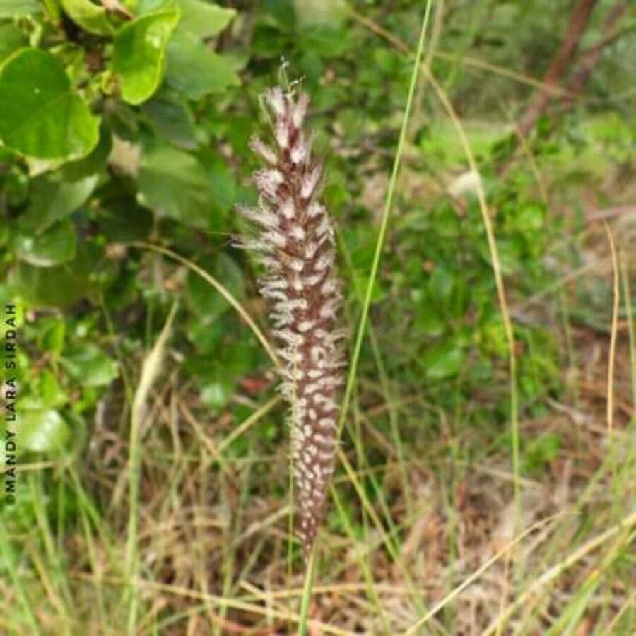 Erba fontana pelosa 4