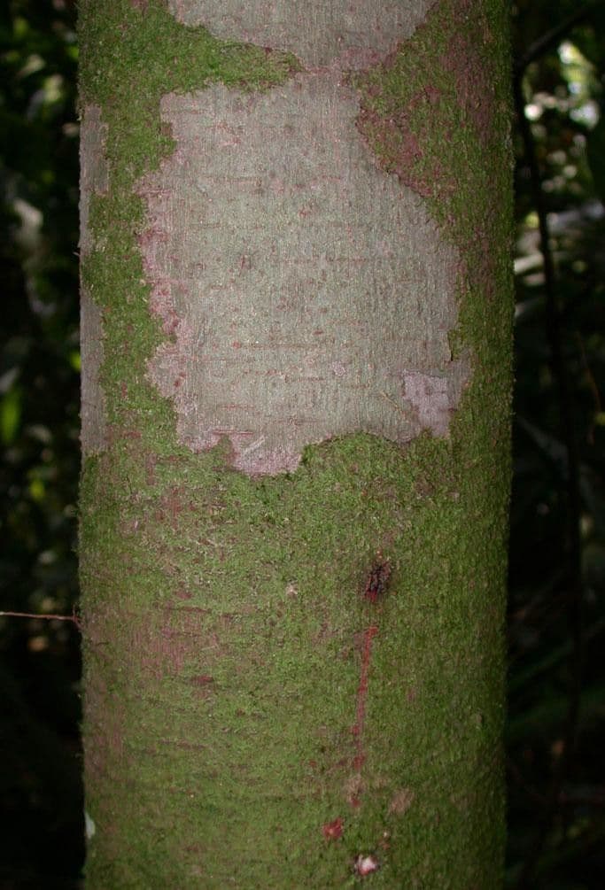 Pseudolmedia 8