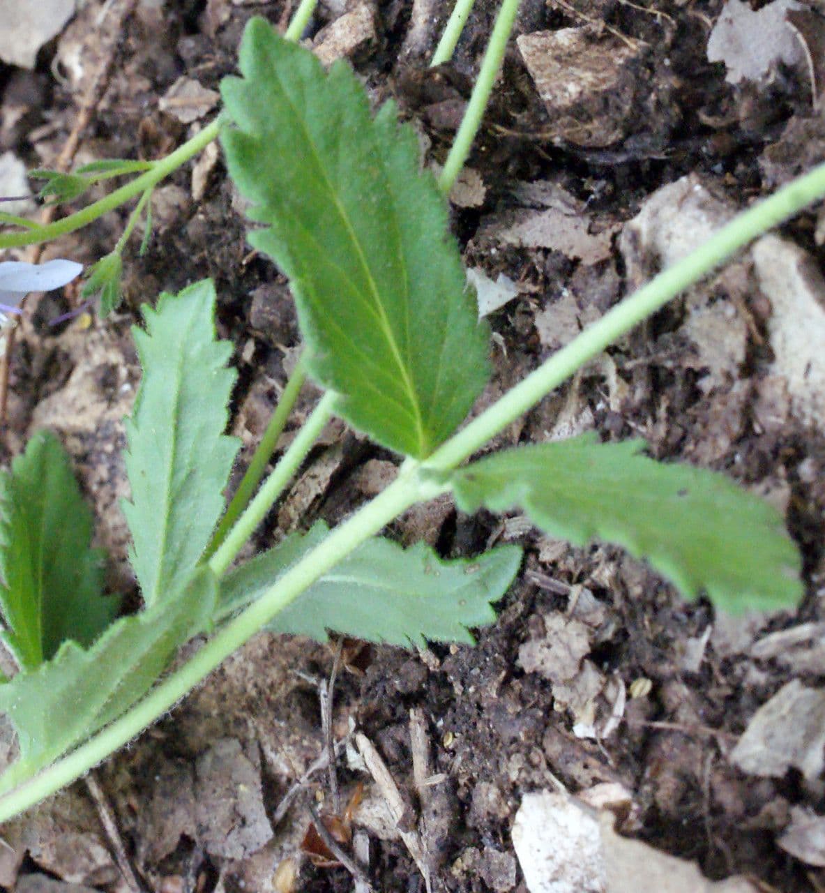 Veronica austriaca 16