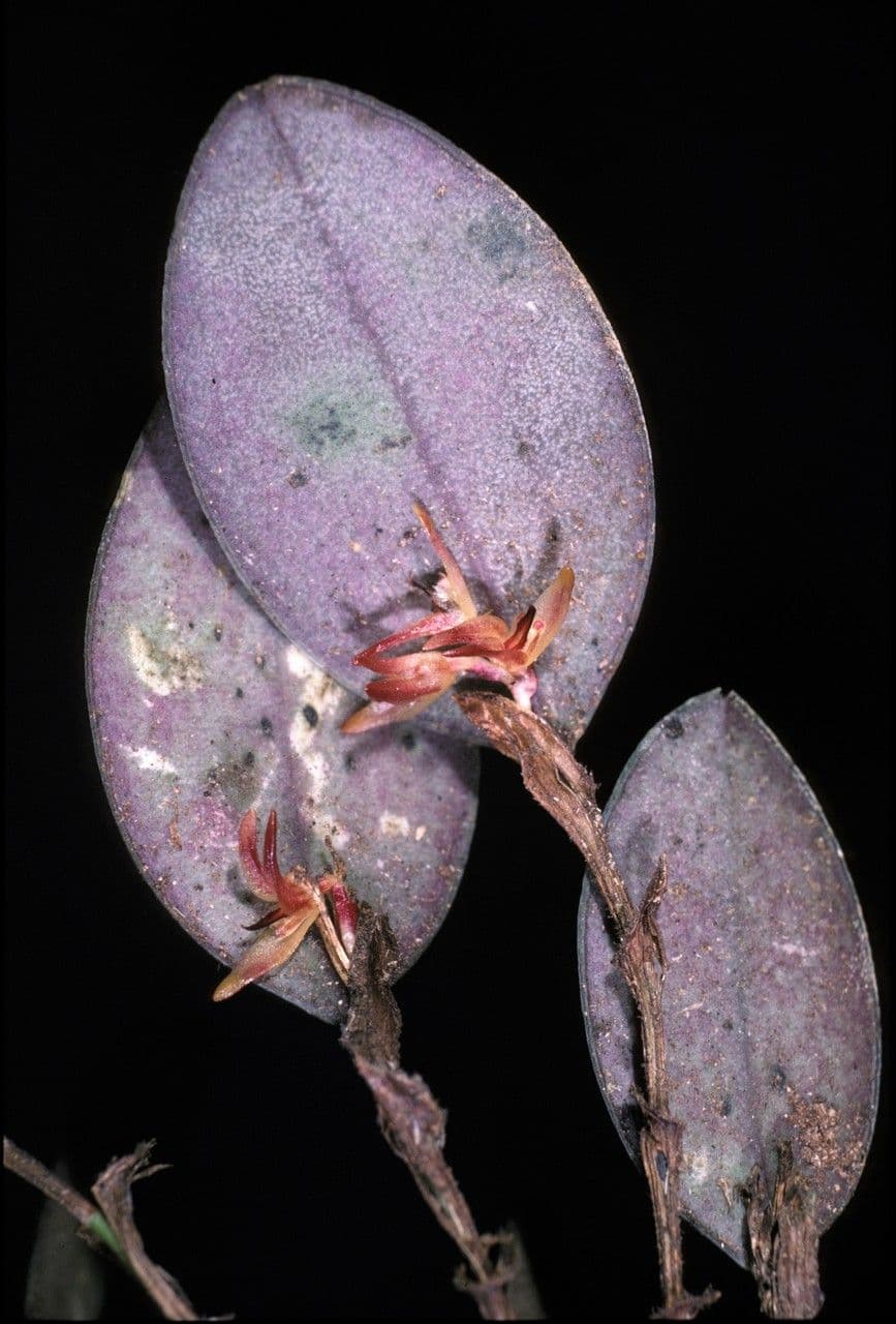 Trichosalpinx 4