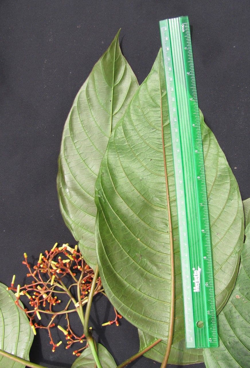 Hamelia 5