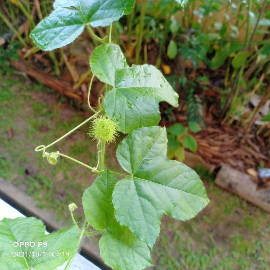 Passiflora fetida 20