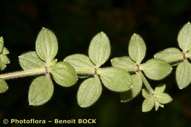 Galium 16
