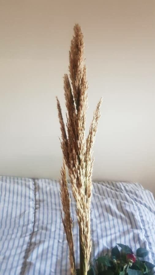 Arundo 7