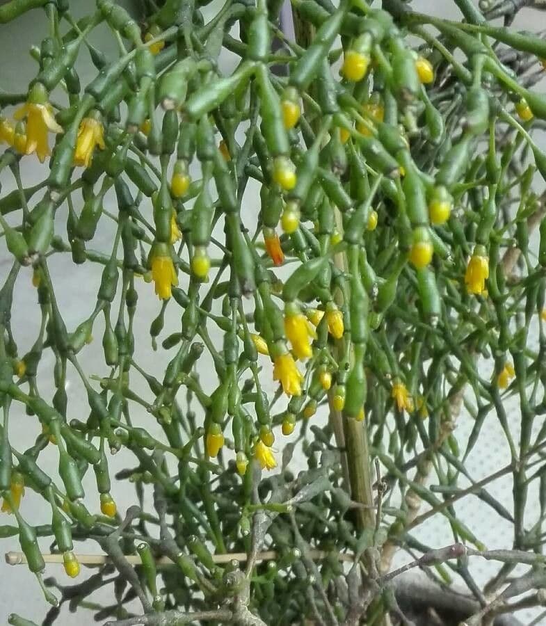 Cactus bottiglia 6