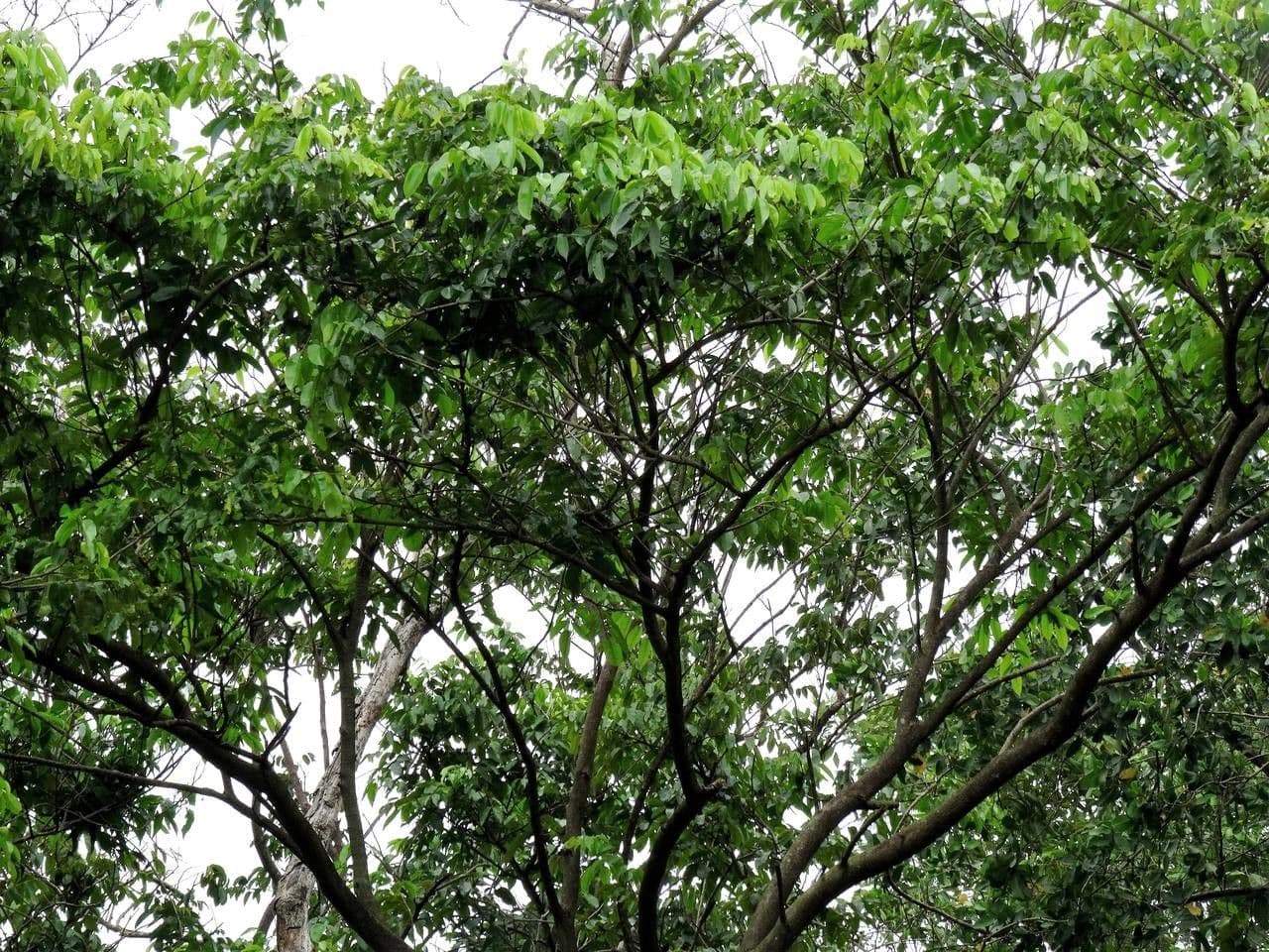 Pterocarpus 14
