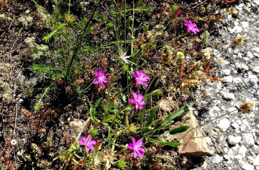 Knautia 5
