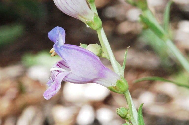 Penstemon