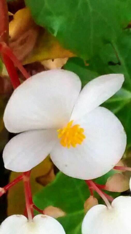 Begonia cucullata 6