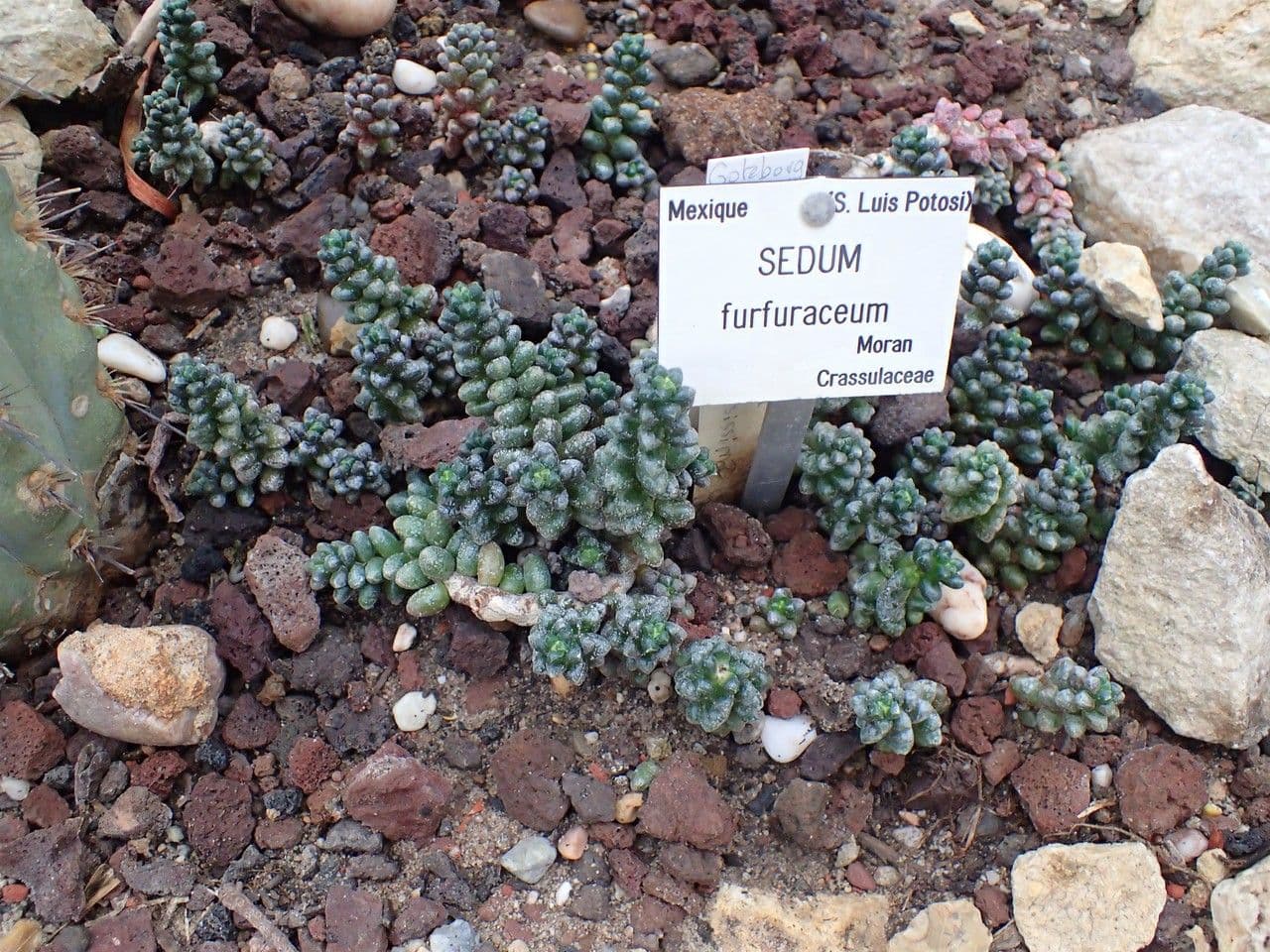 Borracina 3
