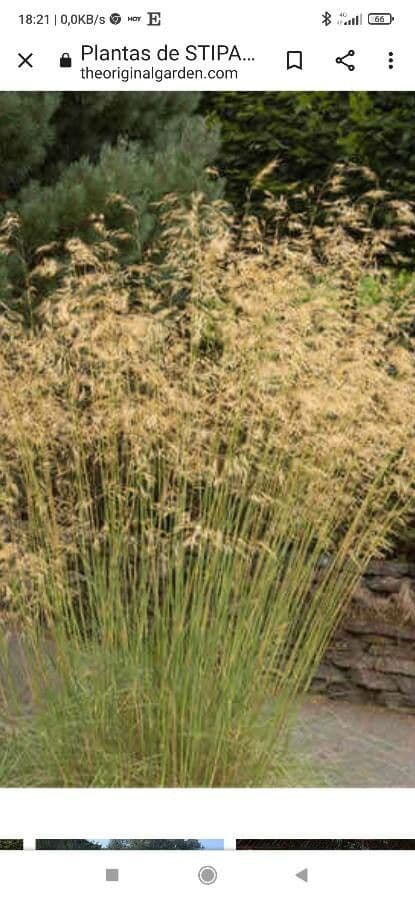 Stipa 13