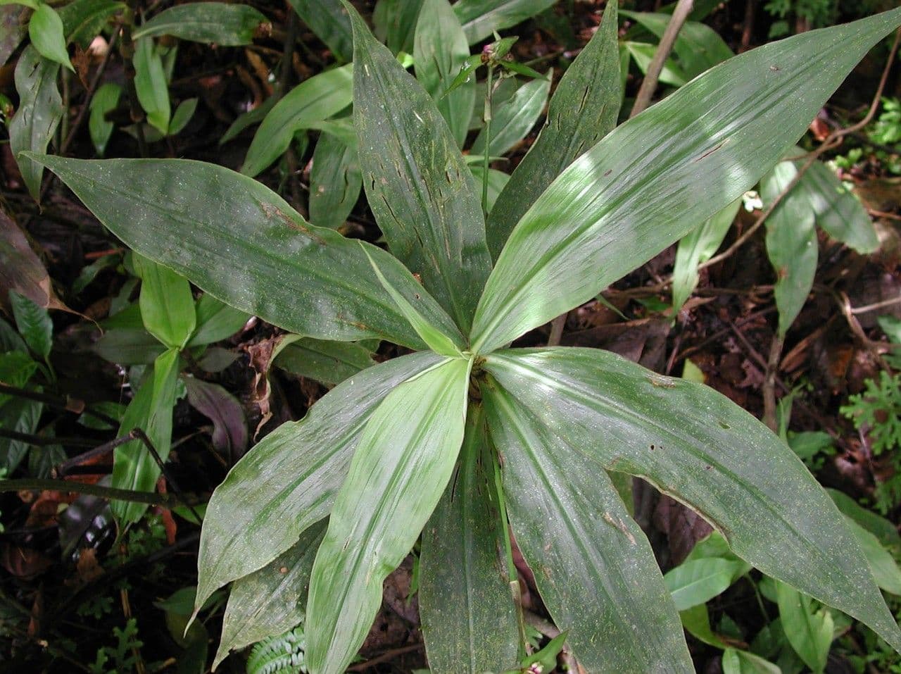 Cohitre blanco 11