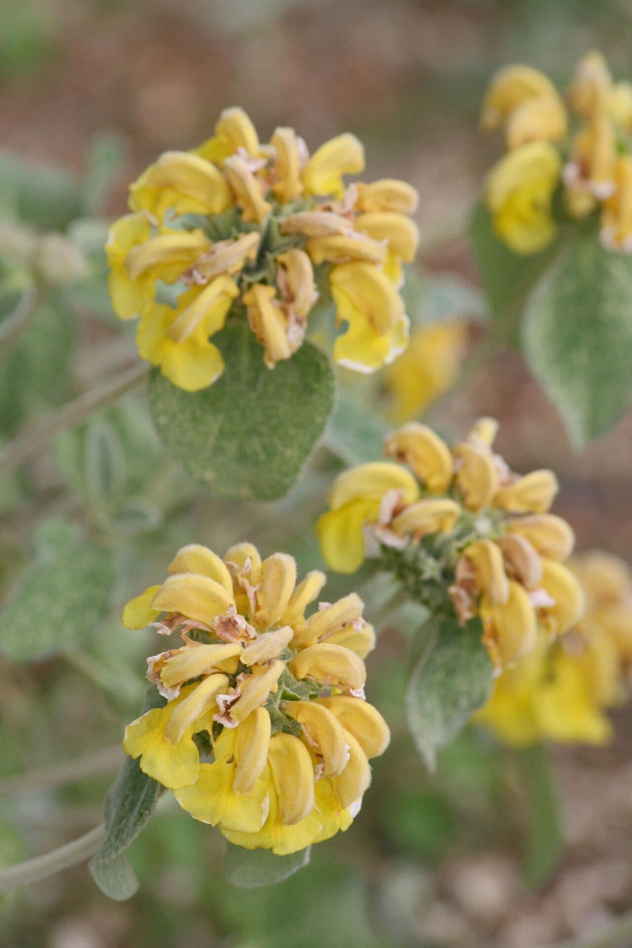 Phlomis 3