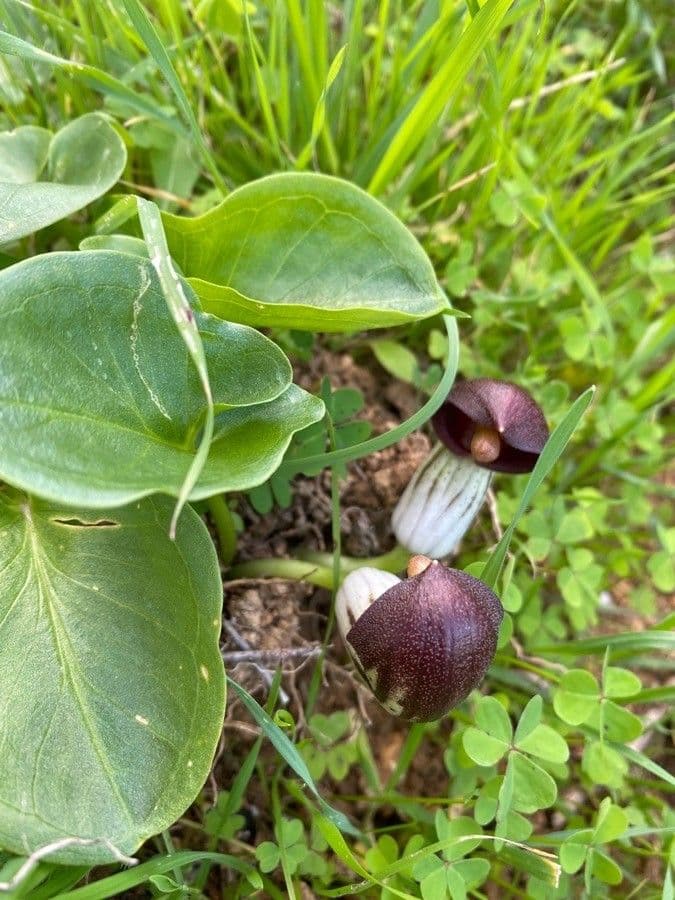 Arisarum 8