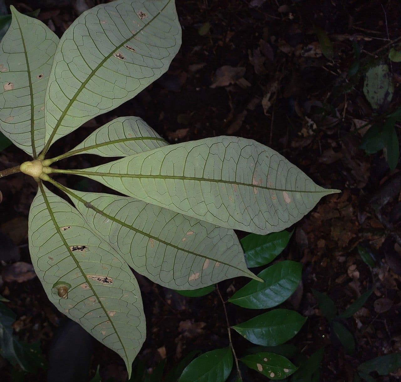 Eriotheca 2
