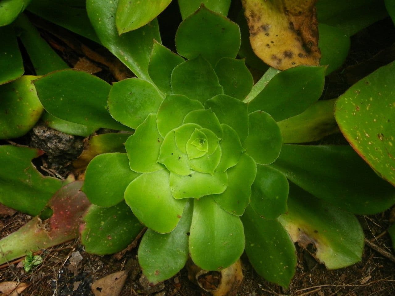 Aeonium 10