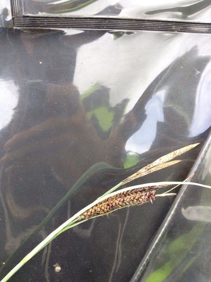 Carice dioica 6