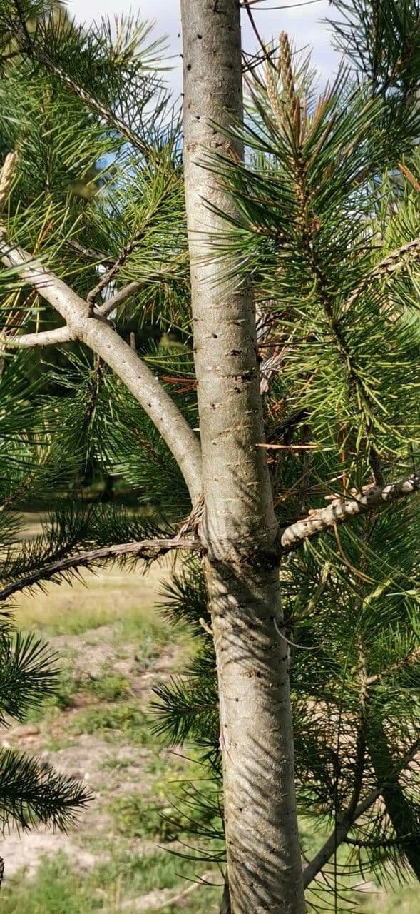 Pinyon pine 16