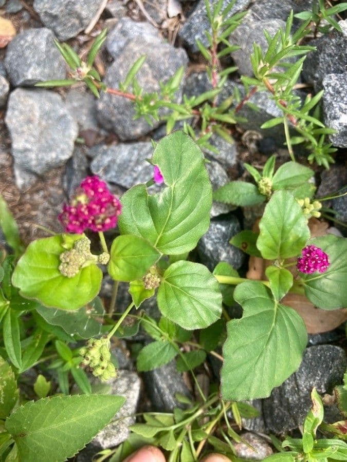 Boerhavia diffusa 30