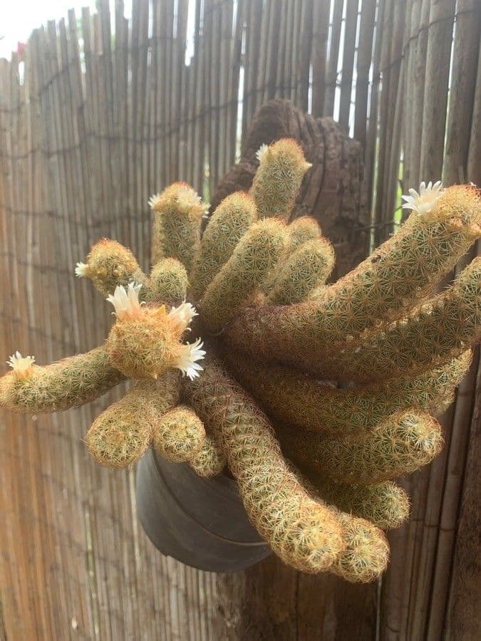 Cactus stella dorata 9